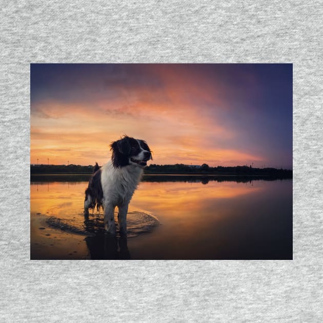 beautiful dog at sunset by psychoshadow